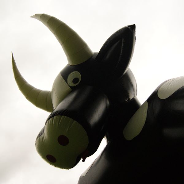 Springkussen koe met dak☂️ Springkussen koe met dak☂️